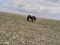 Էգ ձի, Horse breed — լուսանկար 2