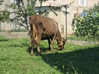 Уй, Швиц породу — сүрөт 4