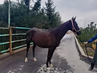 Stute, Akhal-Teke — Foto 4