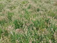 Կորնգանի խոտի տուկ — լուսանկար 3