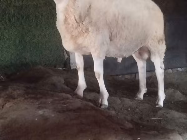 Ram, Sheep