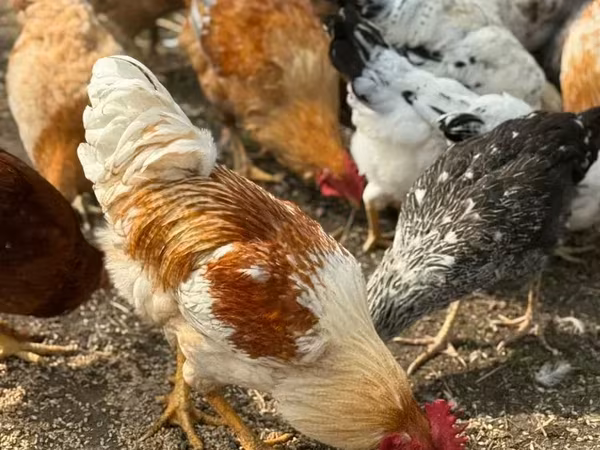 Chickens — Հայաստան