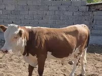 Букачар, Швиц породу — сүрөт 3
