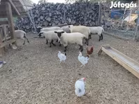 भेड़, German Blackheaded Mutton sheep — फ़ोटो 2