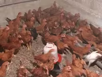 Chickens — լուսանկար 5