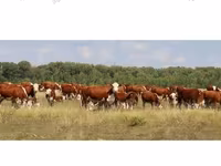 母牛, Holstein breed — 照片 5