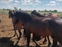Horse (M), Kushum Horse — photo 3