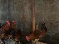 Chickens — Foto 2