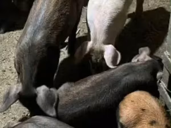Էգ խոզ,  — Հայաստան