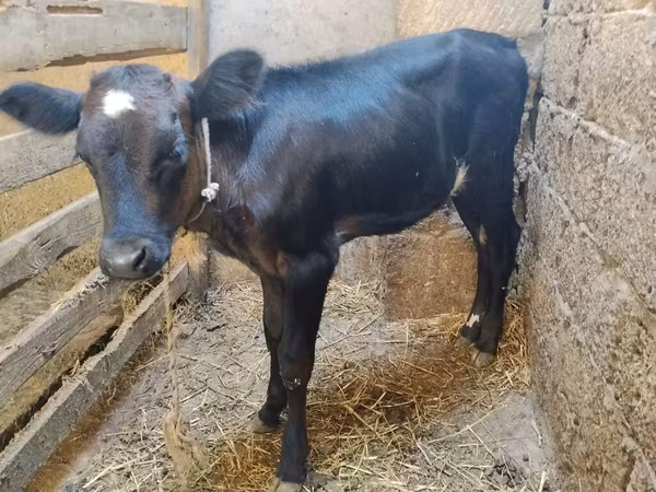 بقرة, أبردين - أنغوس