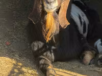 Теке, Nubian Goat — 2-сурет