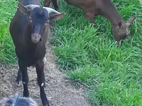 Էգ այծ, Irish goat — լուսանկար 3