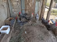 Chickens — الصورة 1