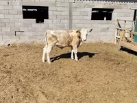 Ցուլ, Simmental cattle — լուսանկար 2