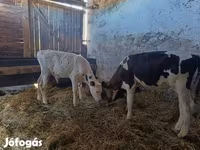 Ցուլ, Russian Black pied cattle — լուսանկար 5