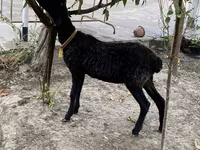 मेढ़ा, भेड़ — फ़ोटो 1