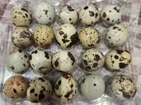 Quails — फ़ोटो 3