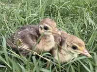 Guinea fowl — 4-сурет