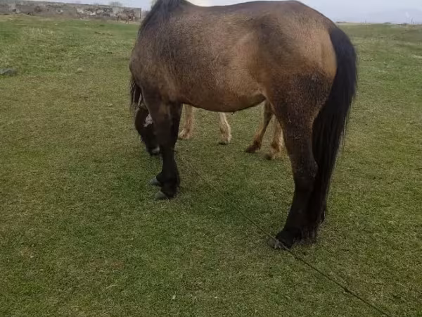 Էգ ձի, Ձիեր — Հայաստան