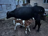 Cow, Latvian Blue cattle — photo 3