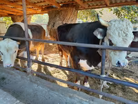 Bull, Kazakh White-headed cow — photo 7