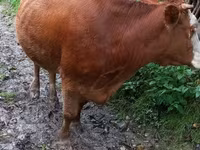 Vaca, Ganado vacuno — foto 7