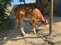 Կով, Խոշոր եղջերավոր — լուսանկար 4