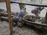 Chickens — photo 2