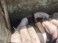 Eber, Schweine — Foto 2