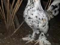 Bantam japonesa — foto 1
