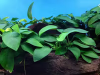 Anubias nana 1000 — լուսանկար 2