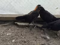 Gallina checa dorada veteada — foto 3