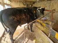 Touro, Swiss cattle — foto 3