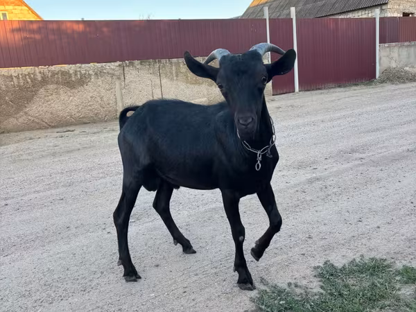 Теке, Murcia-Granada goats