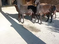 Carnero, Arashan sheep — foto 2