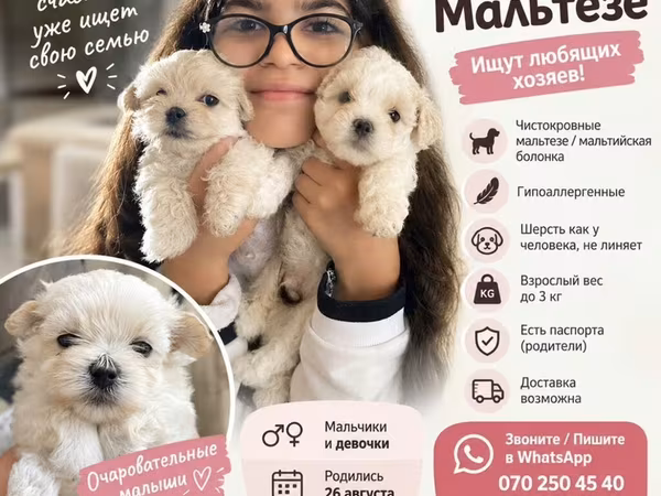Maltese (maltız bolonka) balaları • Safqan Maltese • Hipoallergen –