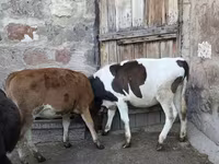 Bull, Cattle — photo 4