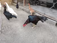 Chickens — 2-сурет