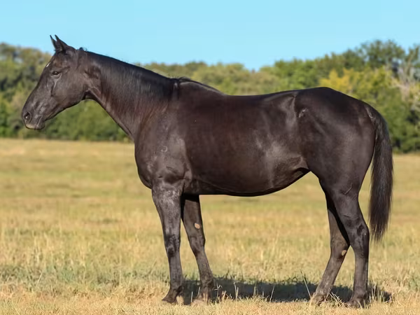 Էգ ձի, Quarter Horse