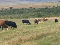 Կով, Simmental cattle — լուսանկար 5
