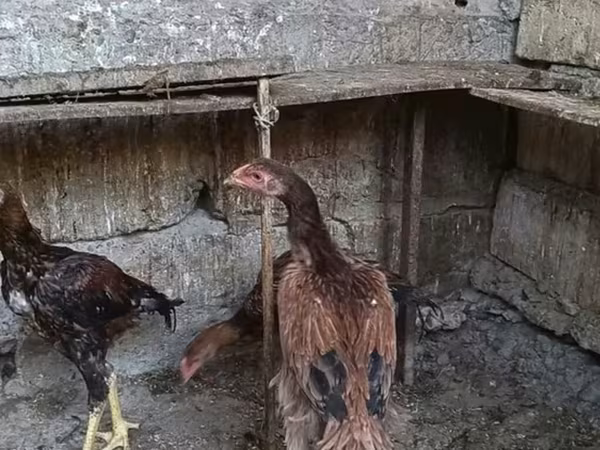 Malay Game