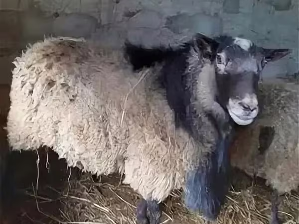 Խոյ, Edilbay sheep
