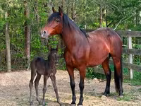 فرس, Rocky Mountain Horse — الصورة 6