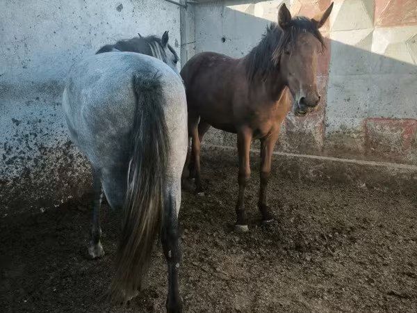 Էգ ձի, Ձիեր