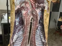 नर सूअर, सूअर — फ़ोटो 2
