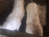 मादा सूअर, सूअर — फ़ोटो 3