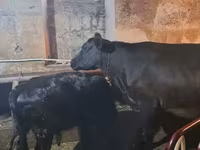 ثور, الماشية — الصورة 3
