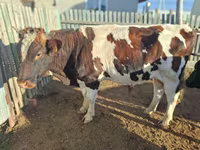 Kuh, Latvian Blue cattle — Foto 7