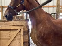 घोड़ी, Dutch warmblood horse — फ़ोटो 4