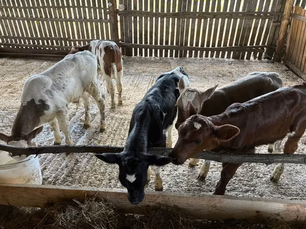 Toro, Ganado vacuno
